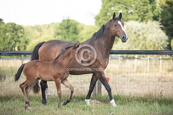 Bay Mare and filly Foal