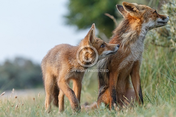 Red fox cub and mother Red fox cub and mother
