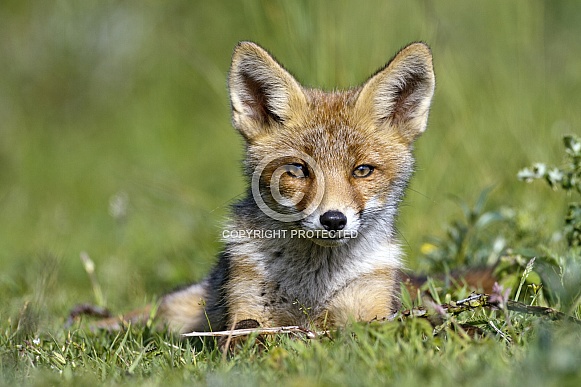 Red fox cubs
