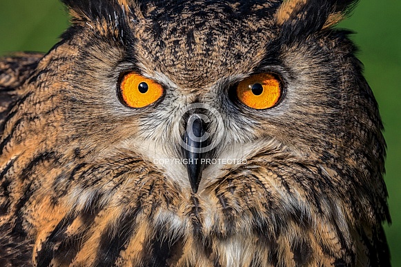 Eurasian Eagle Owl