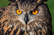 Eurasian Eagle Owl