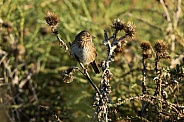 Lincoln's Sparrow and Thistles