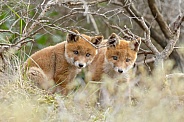 Two red Fox Cub