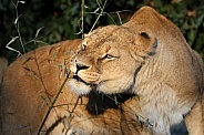 Lioness (panthera leo)