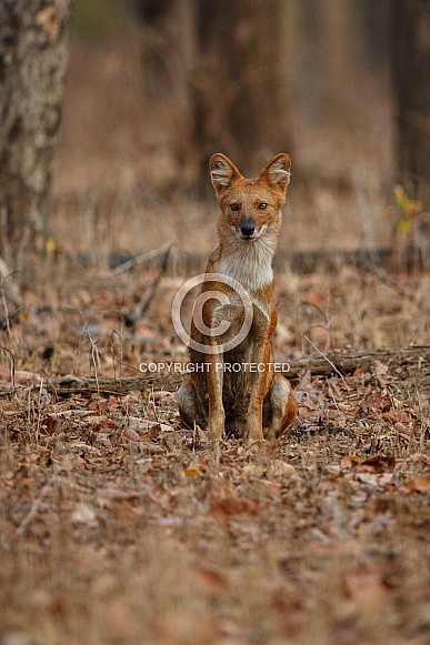 Indian wild dog pose in the nature habitat