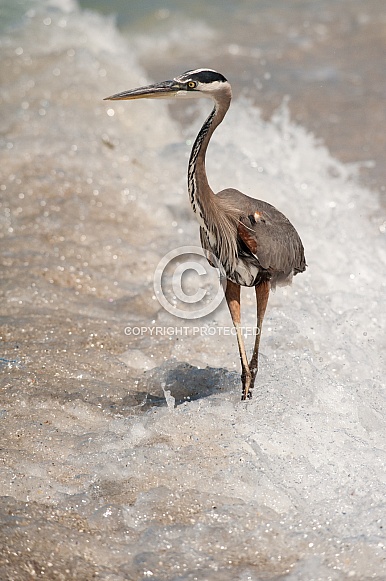 Great Blue Heron