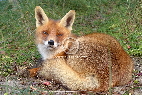 Red Fox (Vulpes vulpes)
