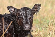 New born Lowline calf