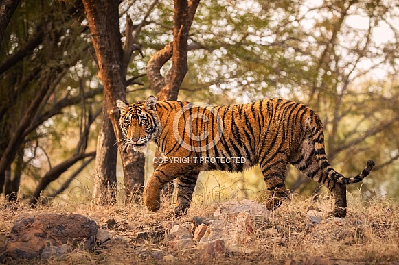 Beautiful tiger in the nature habitat. Tiger pose in amazing light. Wildlife scene with wild animal. Indian wildlife. Indian tiger. Panthera tigris tigris. Beautiful tiger in the nature habitat. Tiger pose in amazing light. Wildlife scene with wild animal. Indian wildlife. Indian tiger. Panthera tigris tigris.