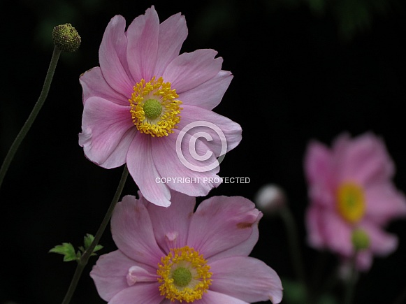 Japanese Anemone Japanese Anemone