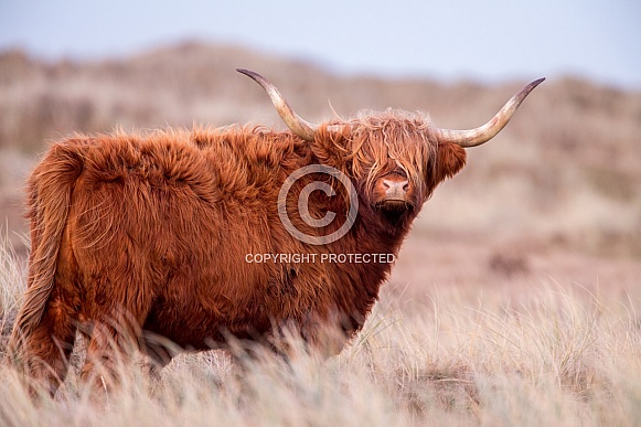 Highland cow
