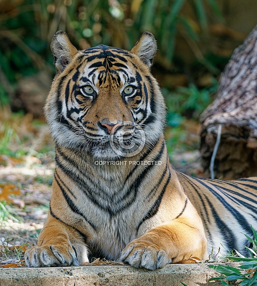 Bengal Tiger
