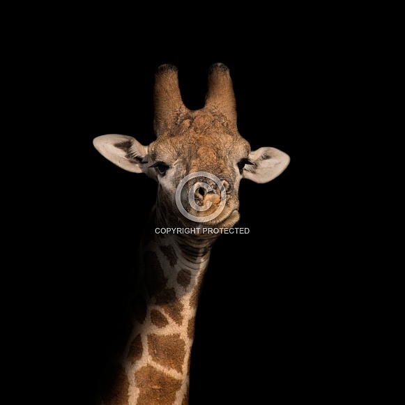 Giraffe Portrait