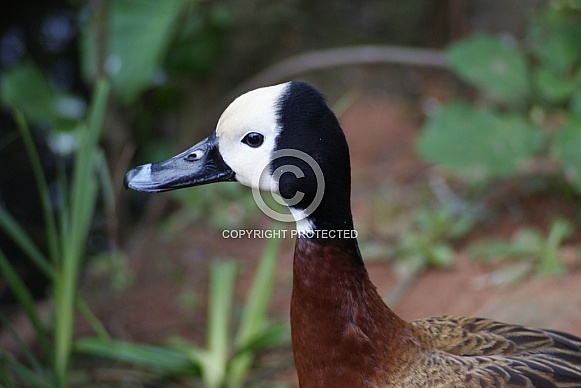 White Faced Whistling Duck White Faced Whistling Duck