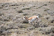Wild Antelope