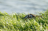 Hare