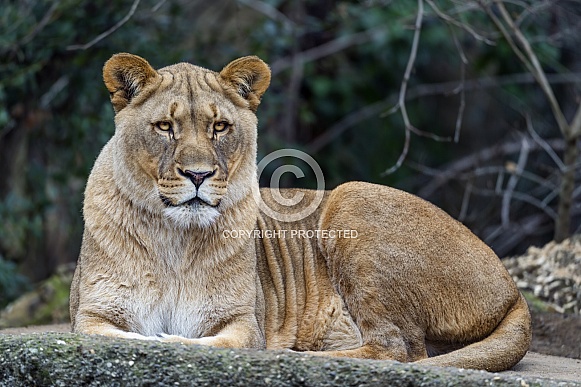 Lioness resting Lioness resting