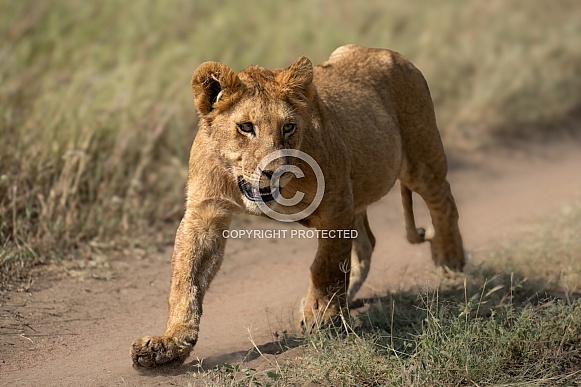 Lion cub walking down a path