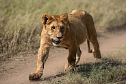 Lion cub walking down a path
