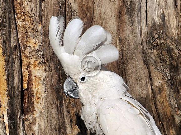 White Cockatoo White Cockatoo