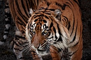 Sumatran Tiger