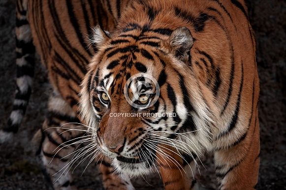 Sumatran Tiger
