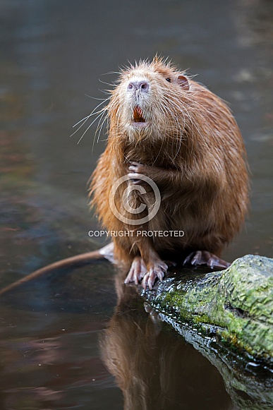 Coypu (Myocastor coypus)