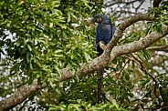 Hyacinth macaw in the nature habitat