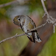 Hummingbird Scratch