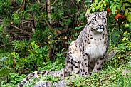 Snow leopard sitting