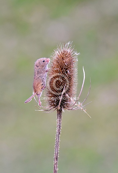 Harvest Mouse