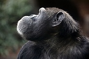 Chimpanzee (Pan troglodytes)