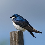 Tree Swallow on Post