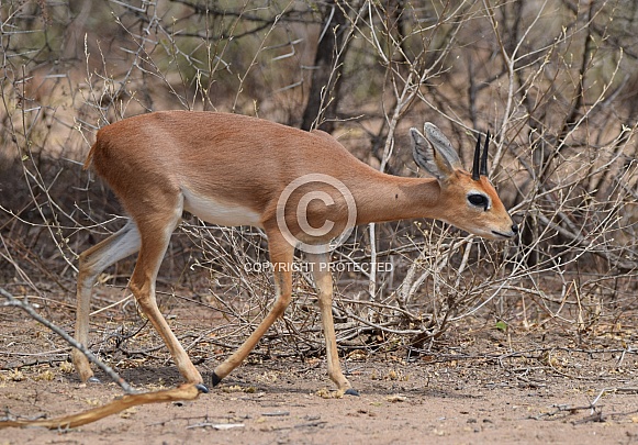 Steenbok