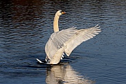 Swan Drying wings