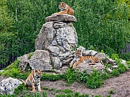 Three Amur Tigers