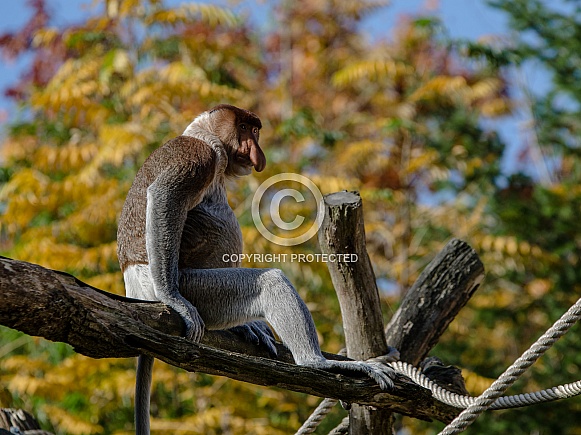 Proboscis monkey Proboscis monkey