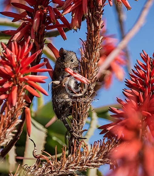 Four-striped Grass Mouse Four-striped Grass Mouse
