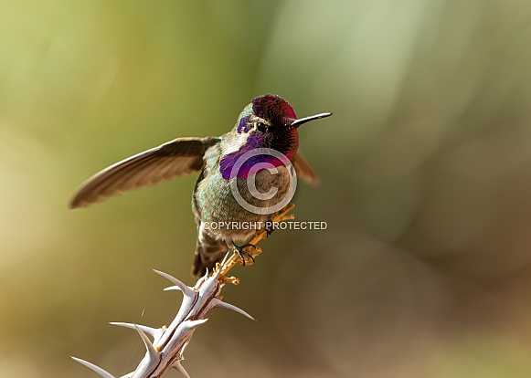 Costa's hummingbird, Calypte costae
