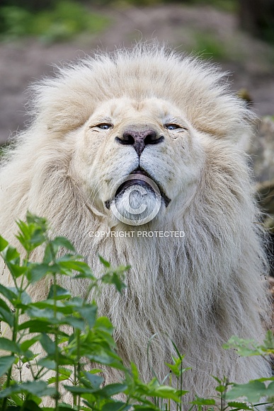 White Lion (Panthera Leo)