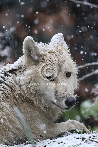 Hudson Bay wolf