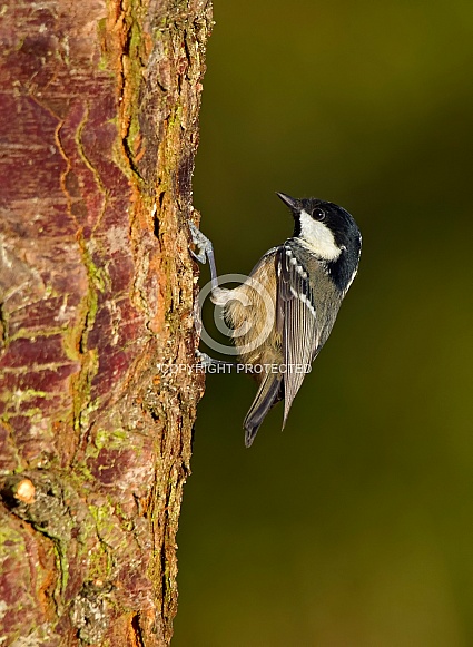Coal Tit