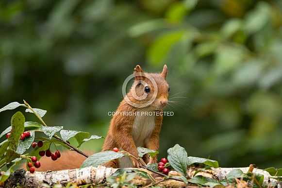 Red Squirrel Red Squirrel