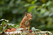 Red Squirrel