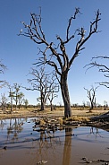 Dead trees - Savuti - Botswana