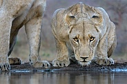 Lions at the water hole