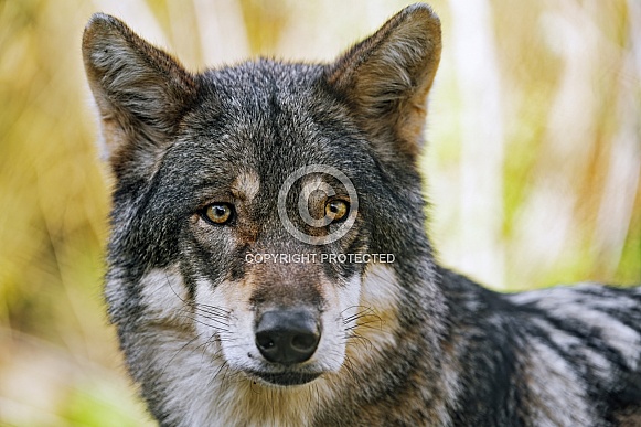 Wolf portrait