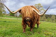 Scottish highland cow close up