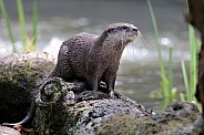Asian small-clawed otter (Aonyx cinereus)