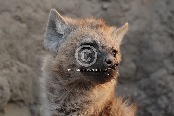 Close up of a young hyena Close up of a young hyena